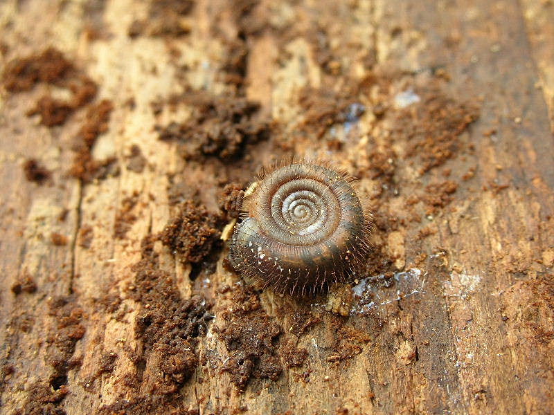 Gasteropode pelosetto